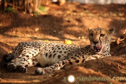 Farma gepardów, Namibia (fot. Marcin Złomski)