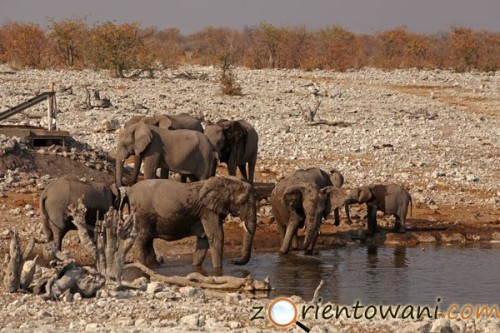 Park Narodowy Etosha, Namibia (fot. Marcin Złomski)