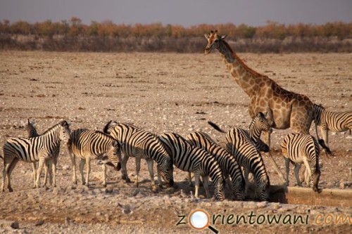 Park Narodowy Etosha, Namibia (fot. Marcin Złomski)
