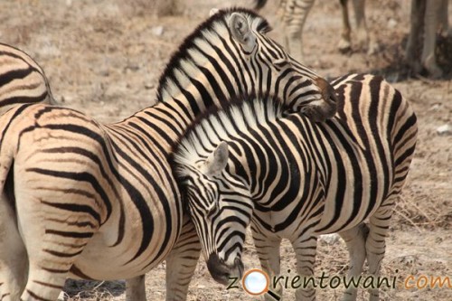 Park Narodowy Etosha, Namibia (fot. Marcin Złomski)
