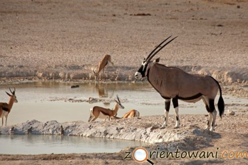 Park Narodowy Etosha, Namibia (fot. Marcin Złomski)