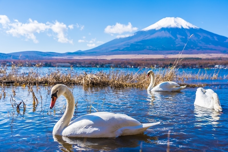 Japonia - w  Krainie Kwitnącej Wiśni