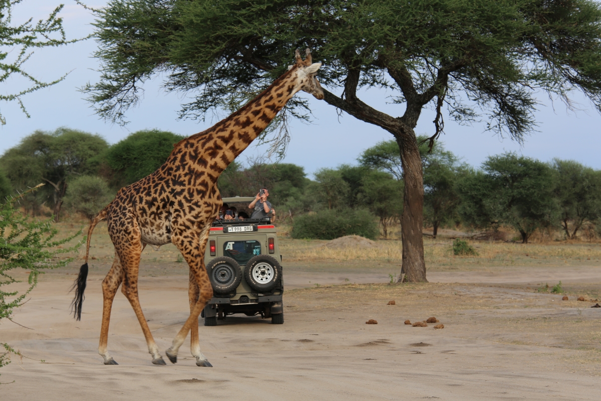 Tanzania - przygoda z przyrodą na wyciągnięcie ręki