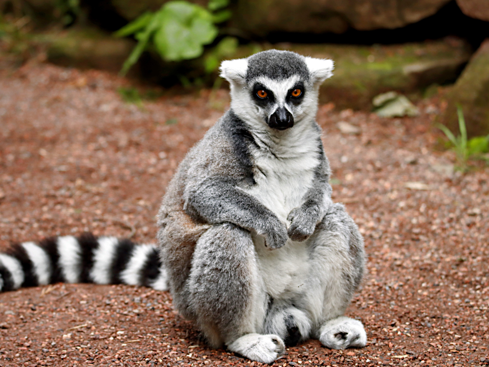 Tysiąc Barw i Wrażeń na Madagaskarze