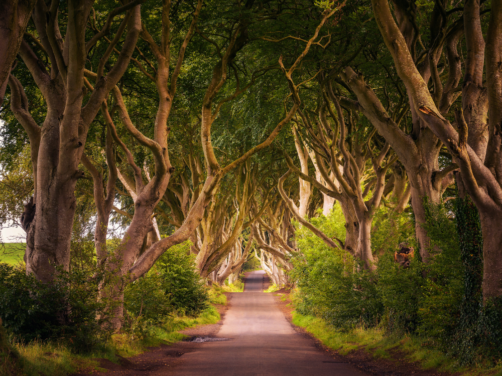 Irlandia - przez krainę klifów i legend