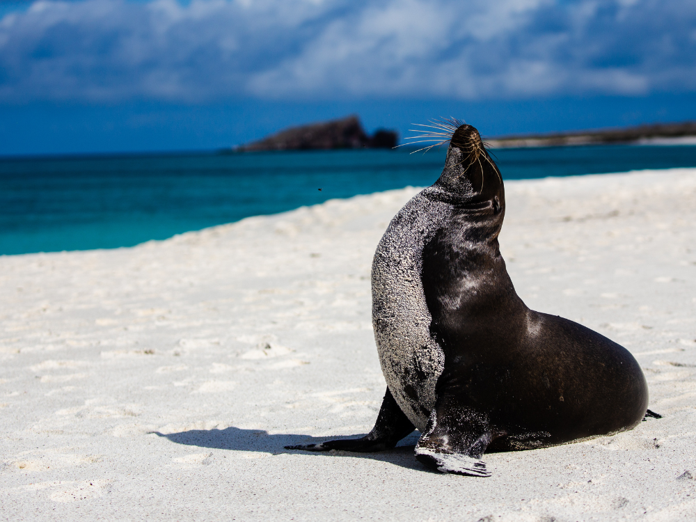 Ekwador i Galapagos – aktywna wyprawa od Andów po serce Amazonii