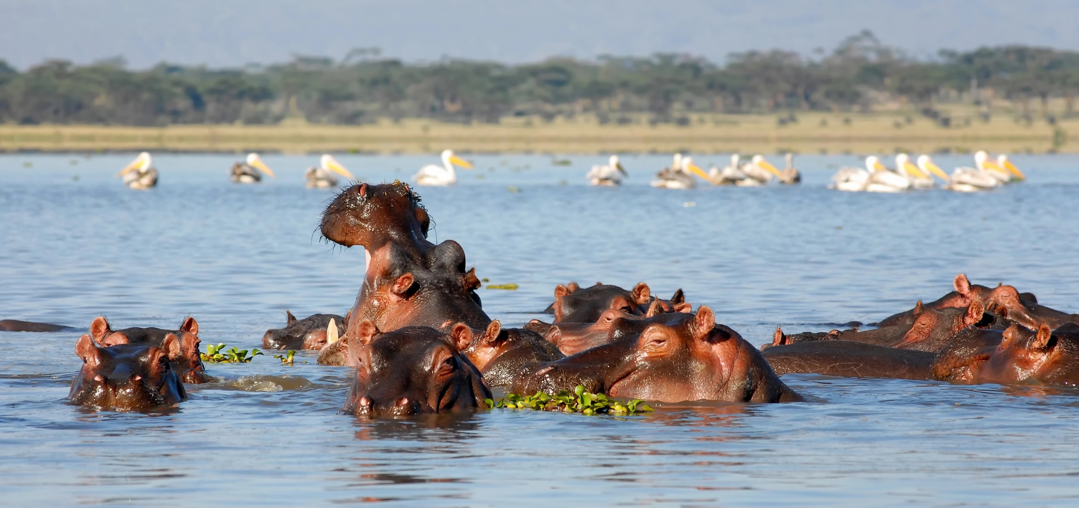 Hipopotamy bawiące się w jeziorze, Kenia