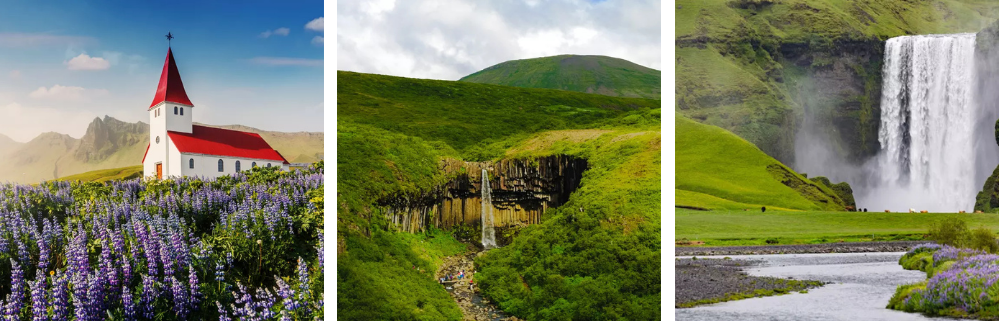 wiosna na Islandii, kwiatki, zielone łąki