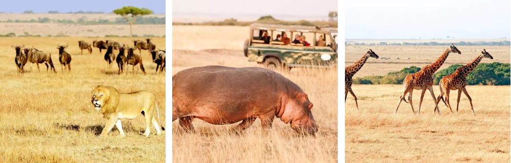 Safari w Kenii: lwy, żyrafy, hipopotamy
