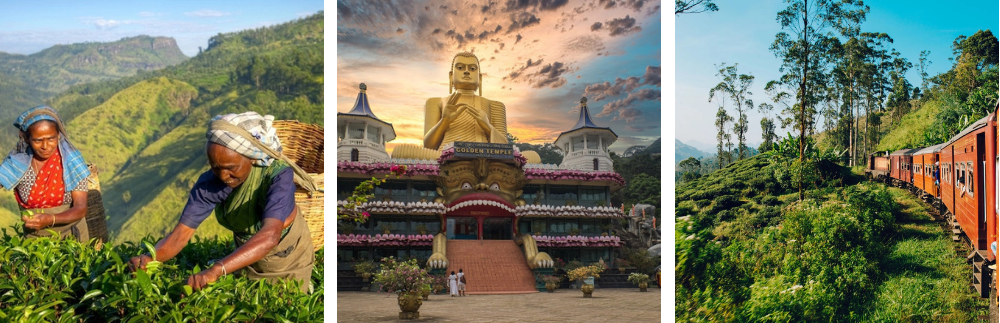 Dambulla i pola herbaciane na Sri Lance