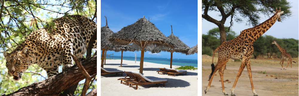 Plaże na Zanzibarze oraz Safari w Tanzanii
