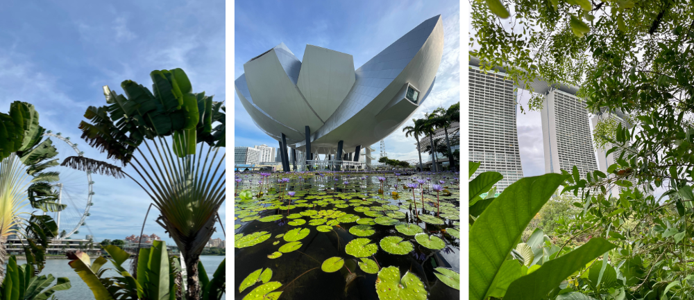 Storczyki w National Orchid Garden w Ogrodzie Botanicznym w Singapurze