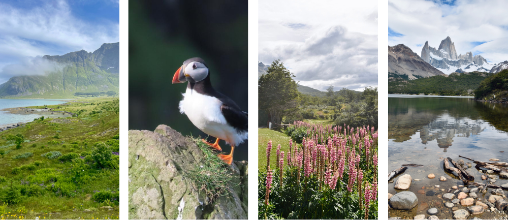 Klify, maskonury, krajobrazy Islandii i Patagonii