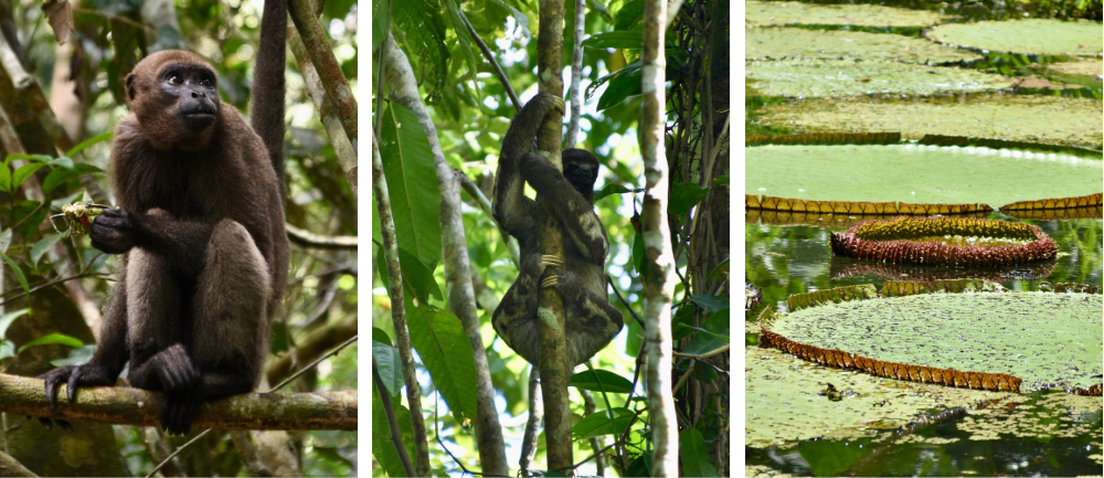 Zwierzęta w Amazonii