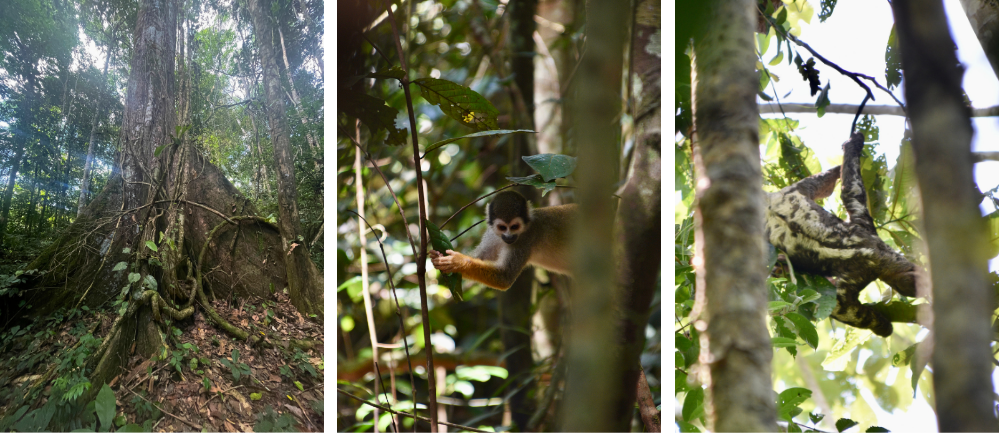 Ceiba święte drzewo