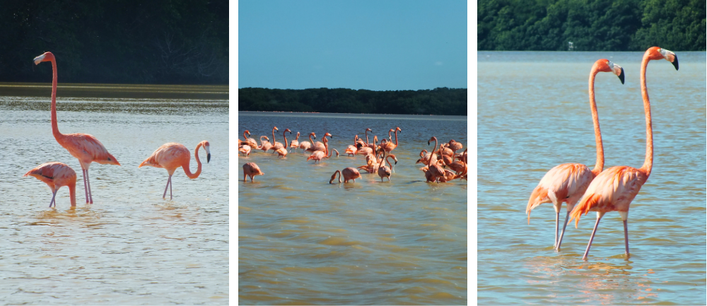 Flamingi w lagunie w Meksyku