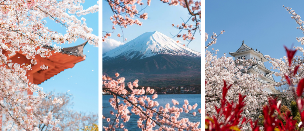 Japonia w okresie kwitnięcia Sakura