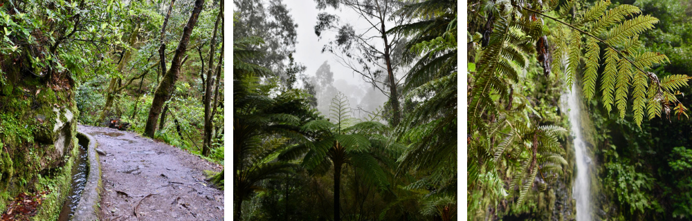 Lewady na Maderze, tunele, las wawrzynowy