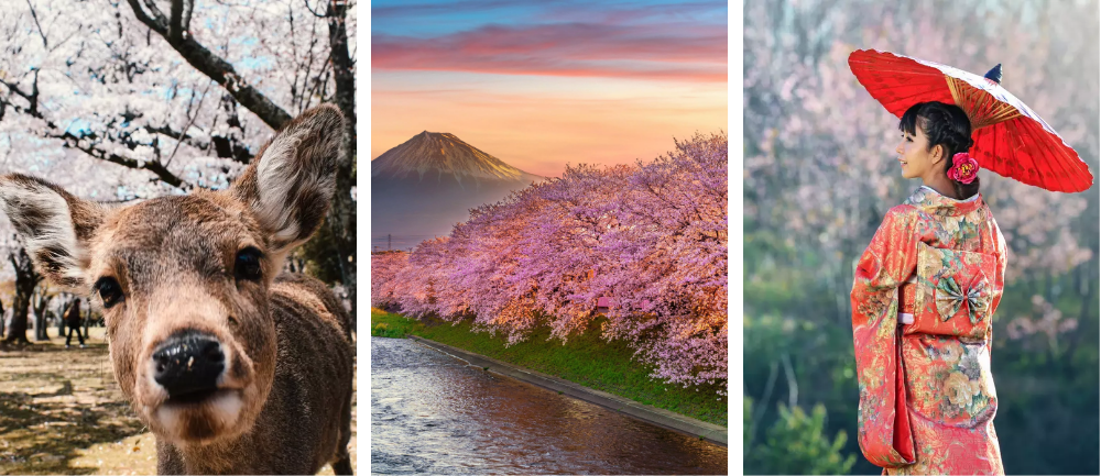 Sakura w Japonii, Fiji, Nara, Tokio
