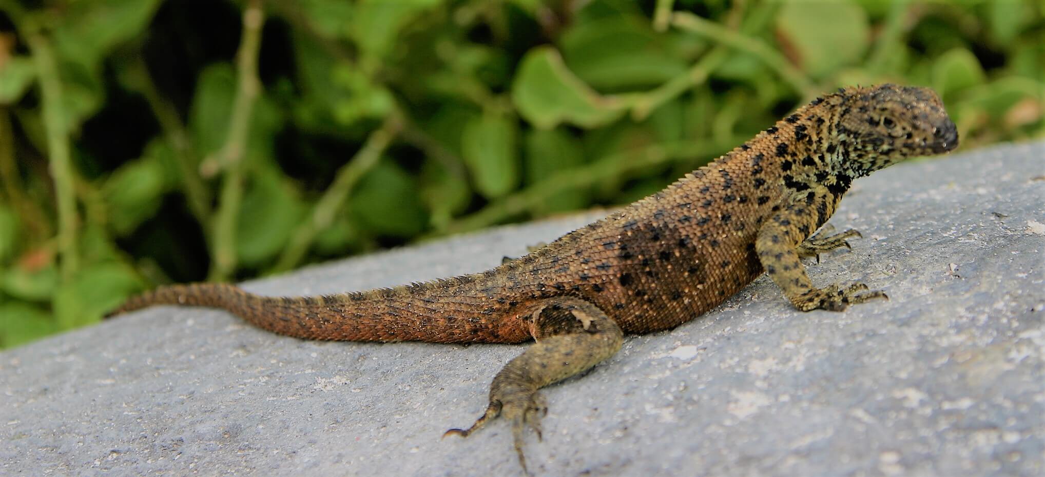 Jaszczurka Galapagos