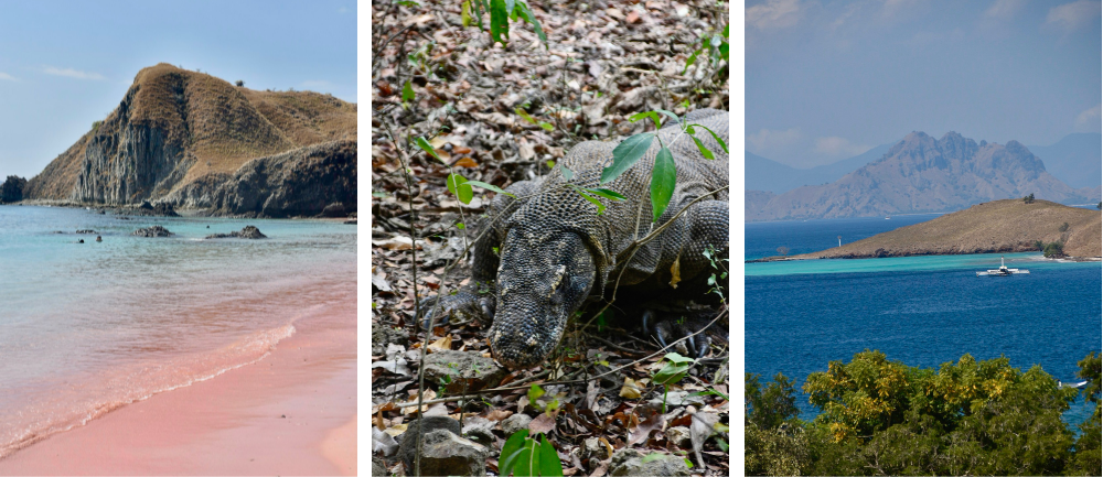 Komodo, smoki, pink beach