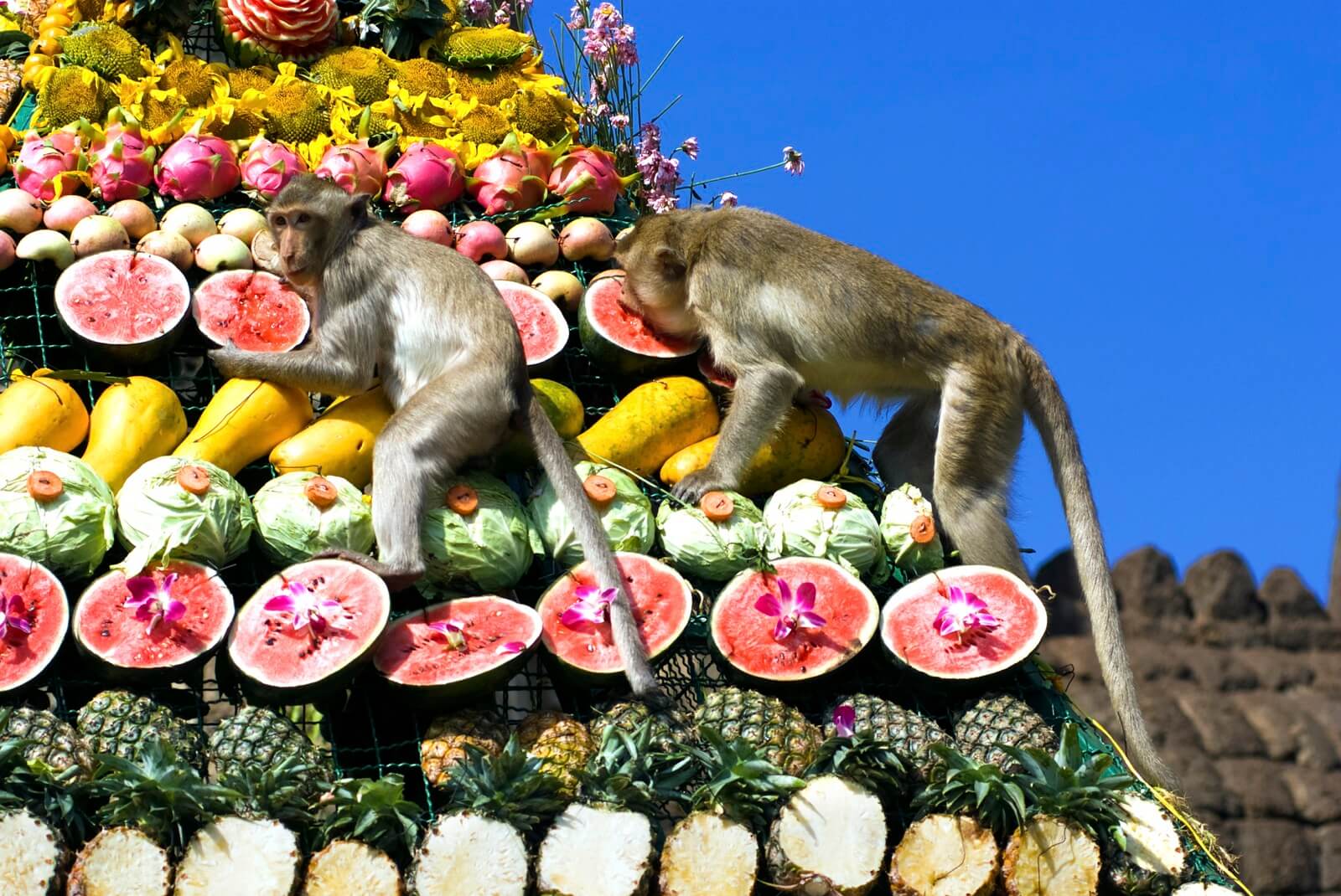 Lopburi Monkey